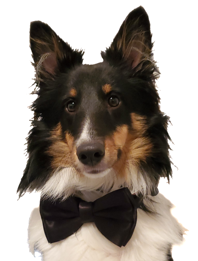 A Really Good Boy (Buddy, the Shetland Sheepdog)